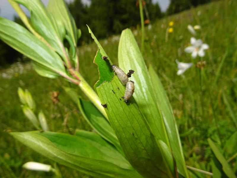 larva di Chrysomelidae...... da determinare